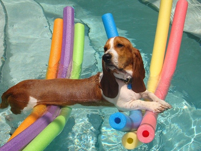 basset hound pool