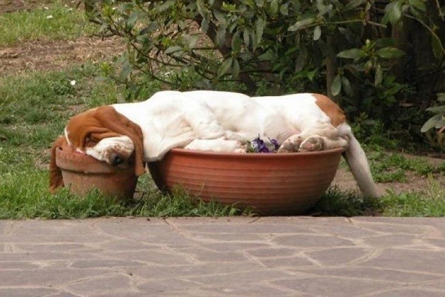 basset-hound-sleep-funny