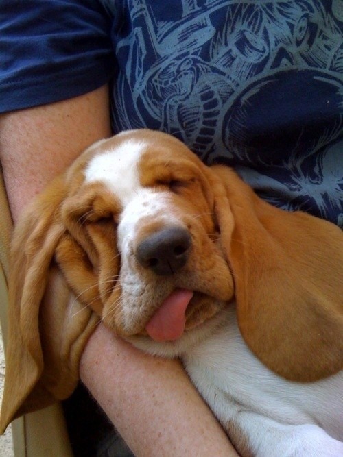 basset hound sleep