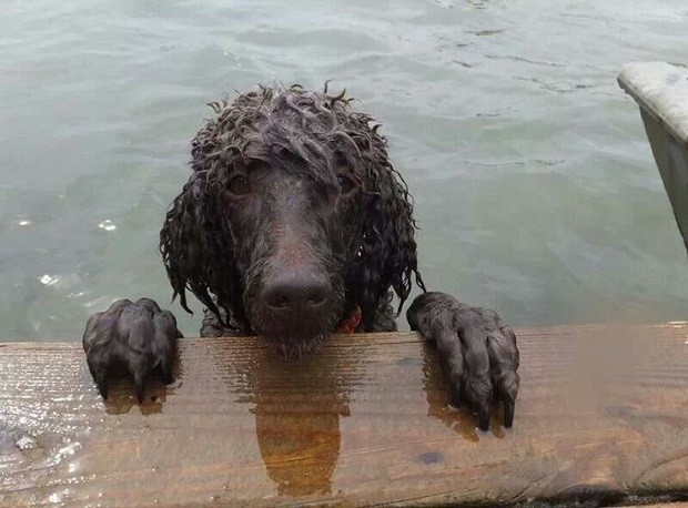 black poodle dog water
