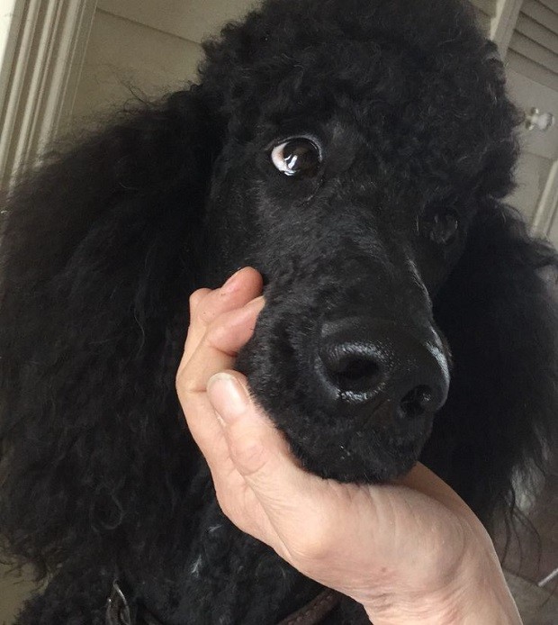 black poodle photo face