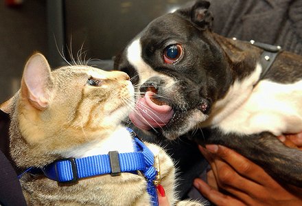 boston-terrier-cat