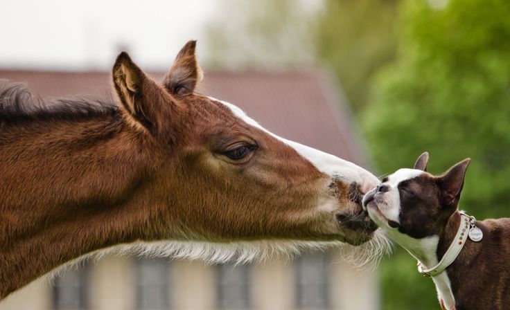 boston-terrier-horse