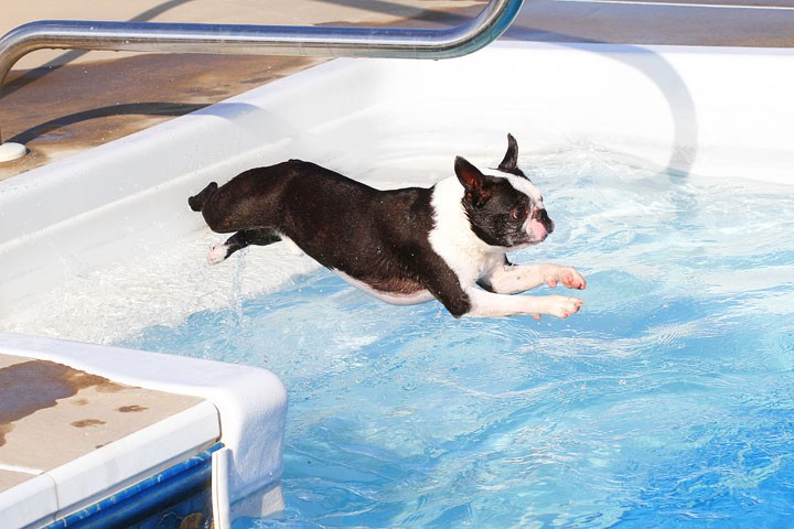 boston-terrier-jump-water