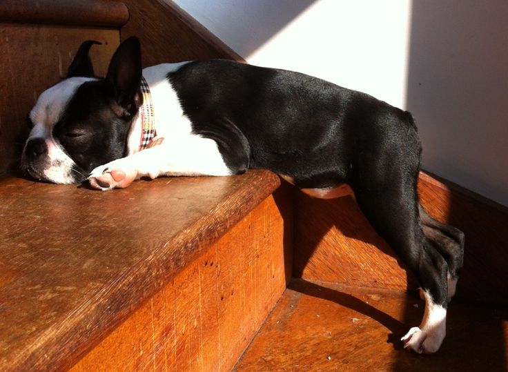 boston-terrier-sleep