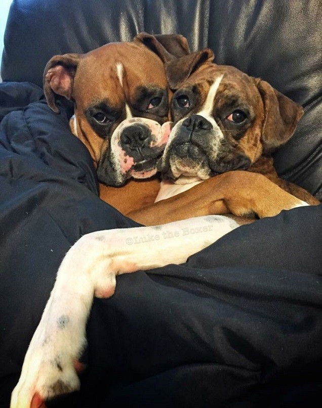 boxer dog hug funny