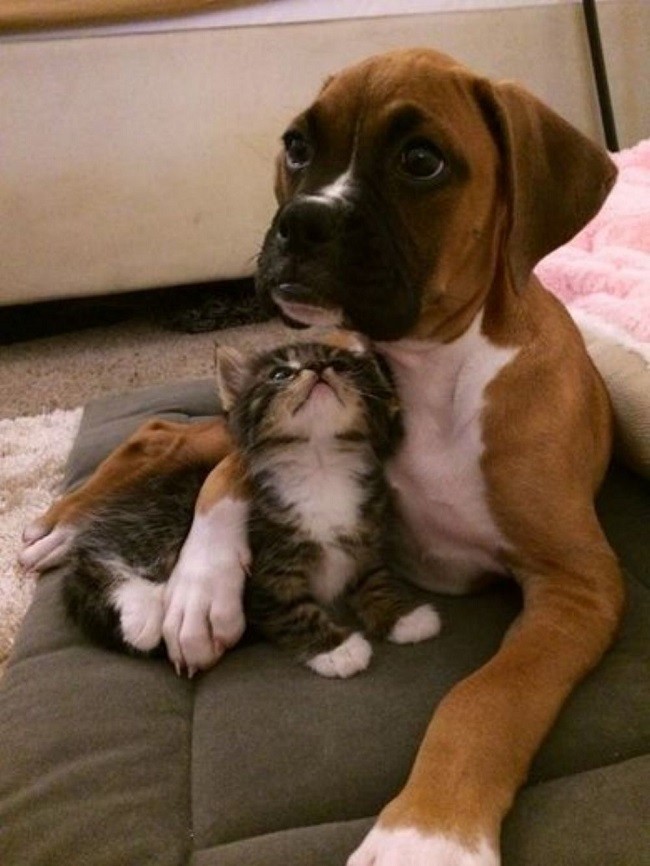 boxer dog kitty friends