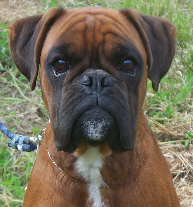 boxer eyes face closeup