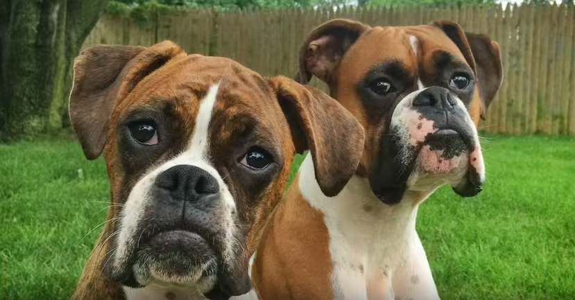 boxers headshot