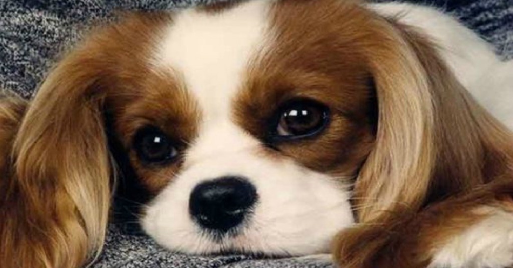 cavalier king charles spaniel 13 edited