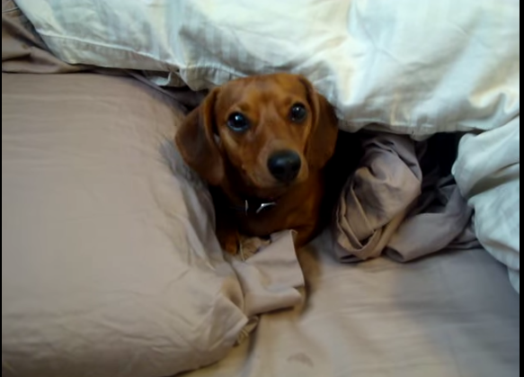 Dachshund under the blankets