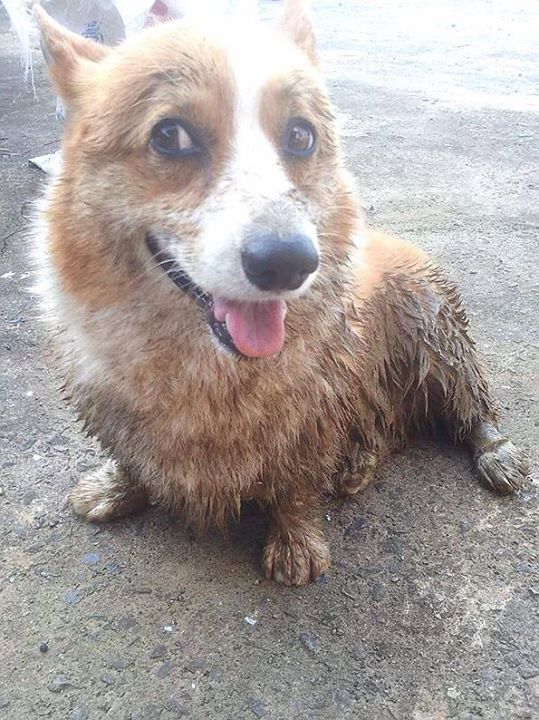corgi mud dog photo eyes