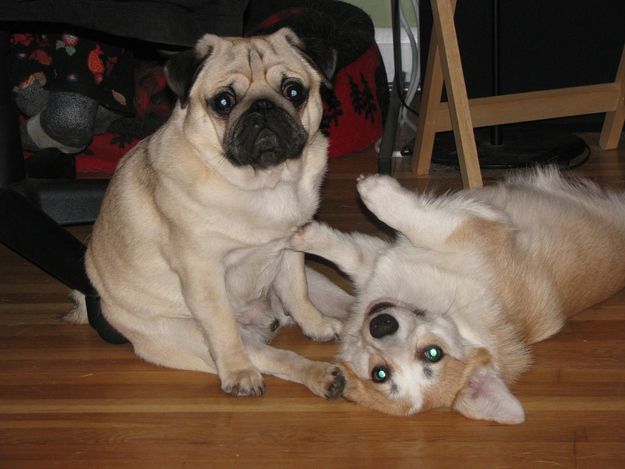 corgi pug dogs photo