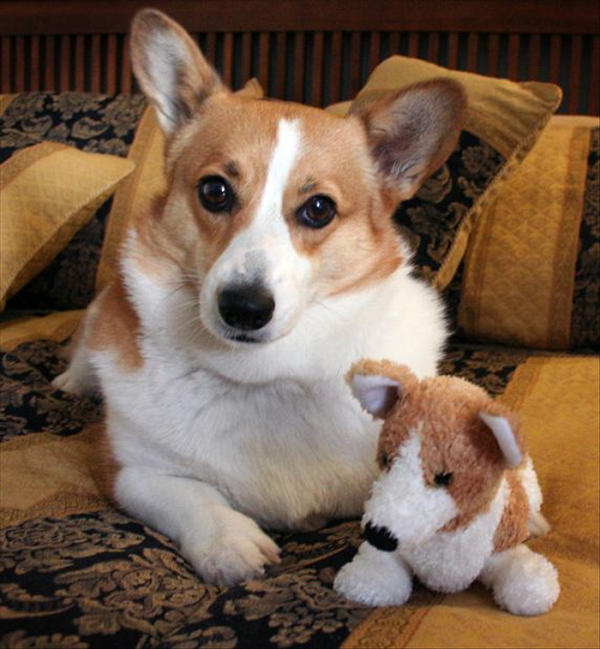 corgi toy dog eyes