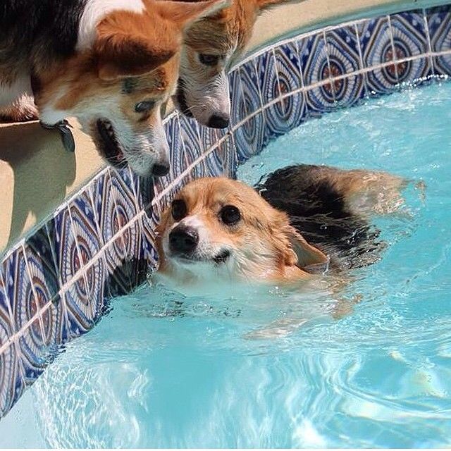 corgis water swim