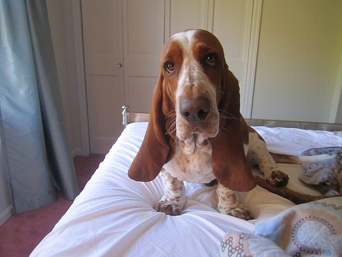 cute-basset-hound