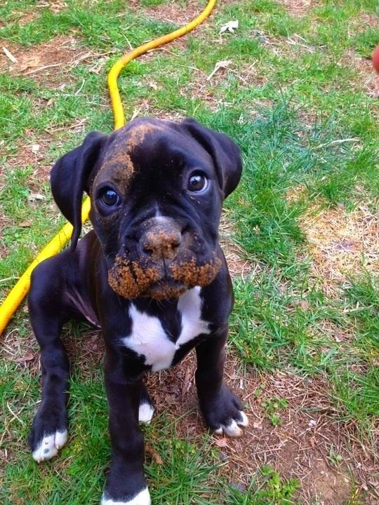cute black puppy mud