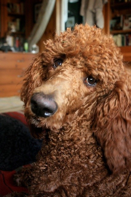 cute eyes photo poodle