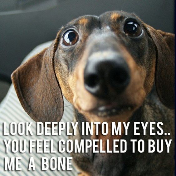 dachshund eyes deep bone meme