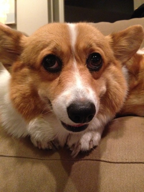 eyes corgi photo