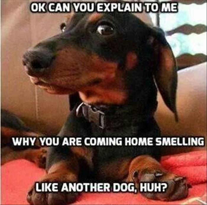 funny meme dachshund smelling another dog