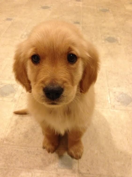 golden retriever cute puppy