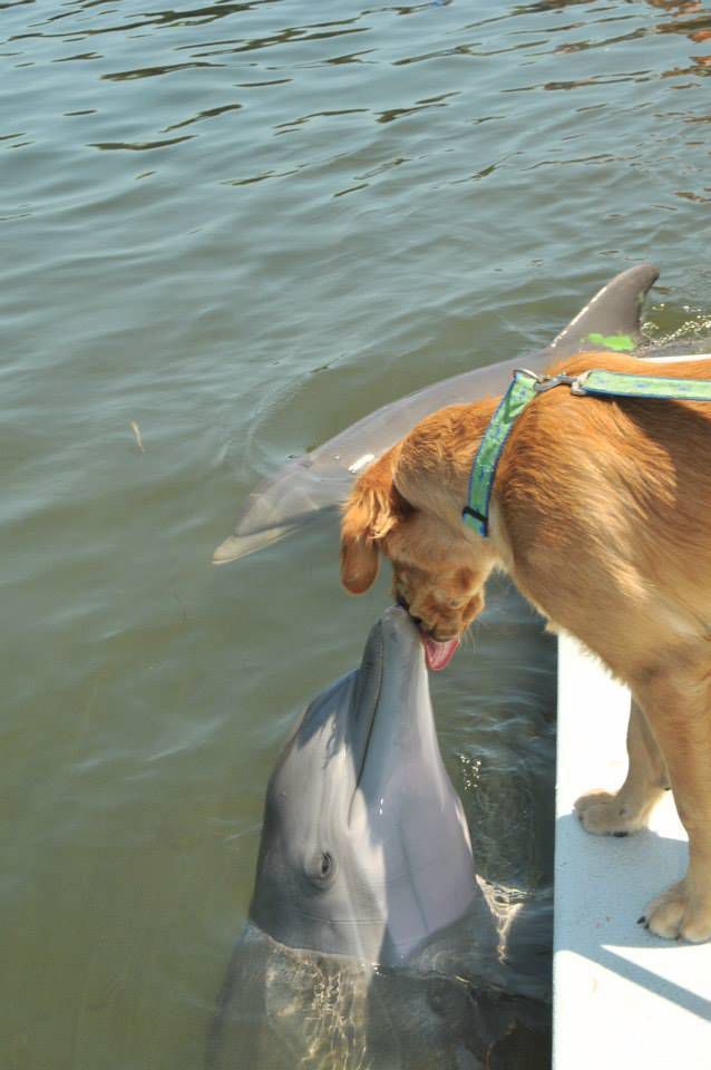 golden retriever dolphin