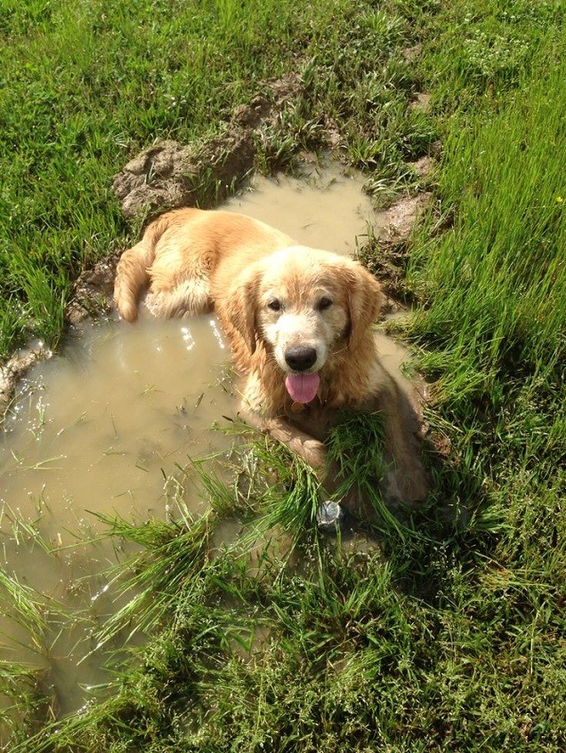 golden retriever mud pics