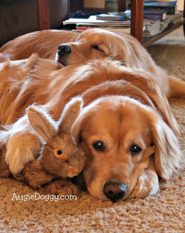 golden retrievers cuddle bunny