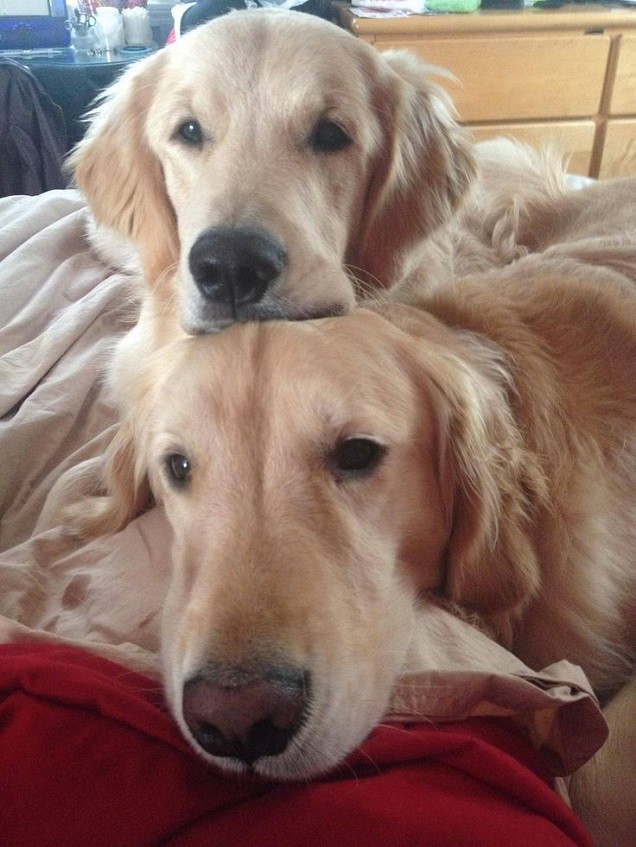goldens faces eyes