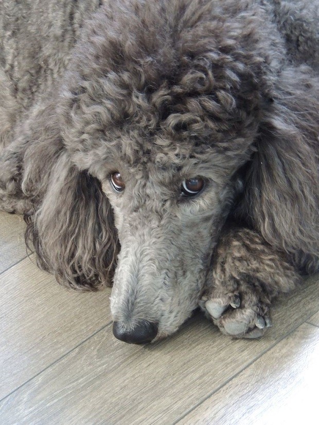 grey poodle face photo
