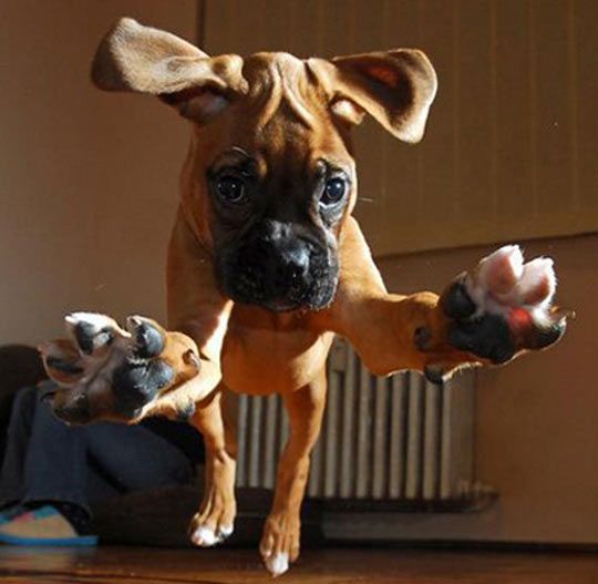 happy boxer photo jump