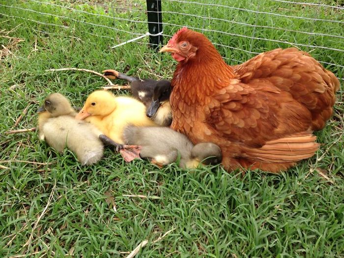 Momma Hen And Her Ducklings Momma Hen And Her Ducklings