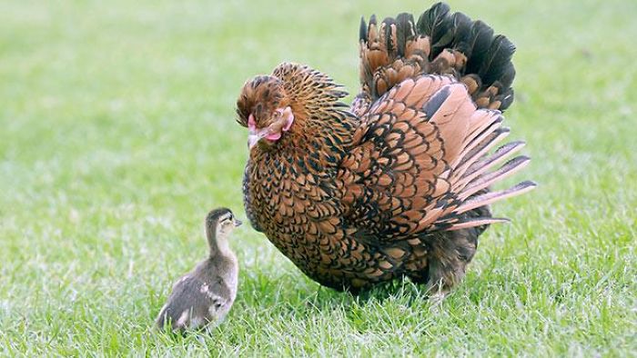 Chicken Adopted An Orphaned Duckling Chicken Adopted An Orphaned Duckling