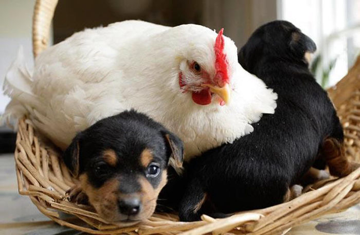 Hen And Her Adopted Litter Of Puppies