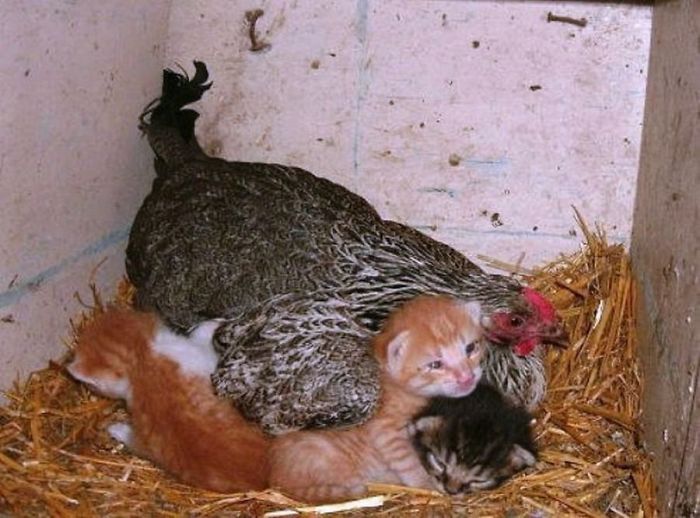 Hen And Her Kittens