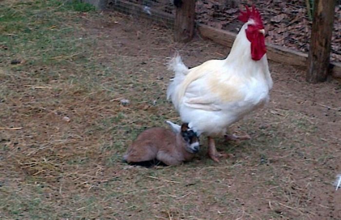 Tiny Goat's Father Rooster (Still Counts) Tiny Goat's Father Rooster (Still Counts)