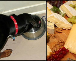 12 Human Foods That Could Kill Your Dog
