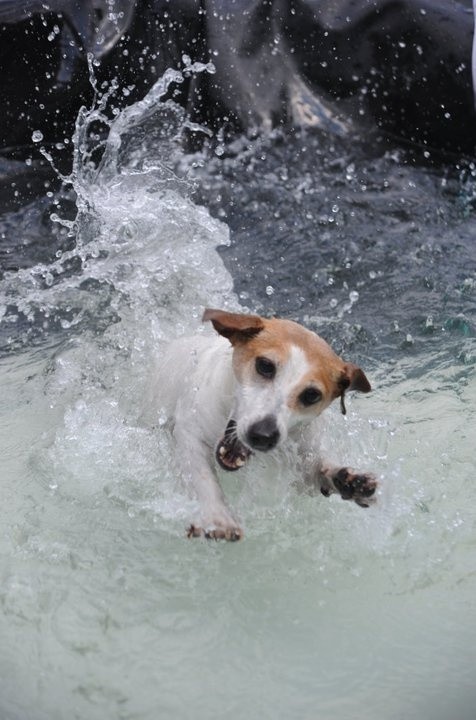 jack russell happy water