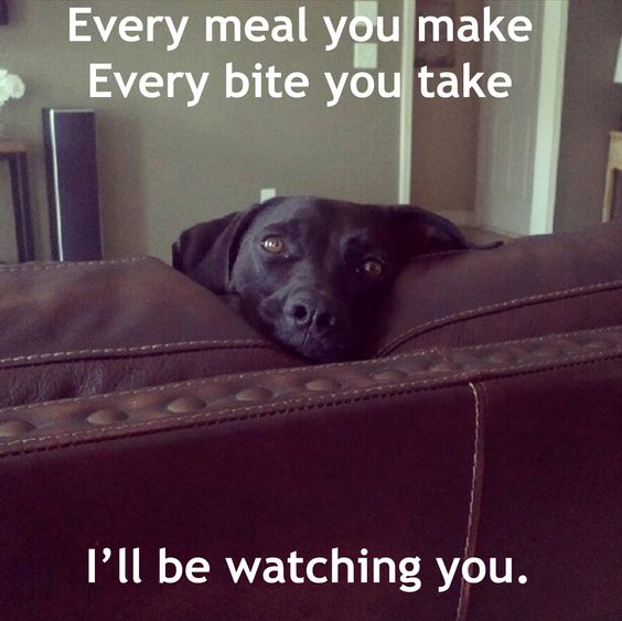 labrador meal meme