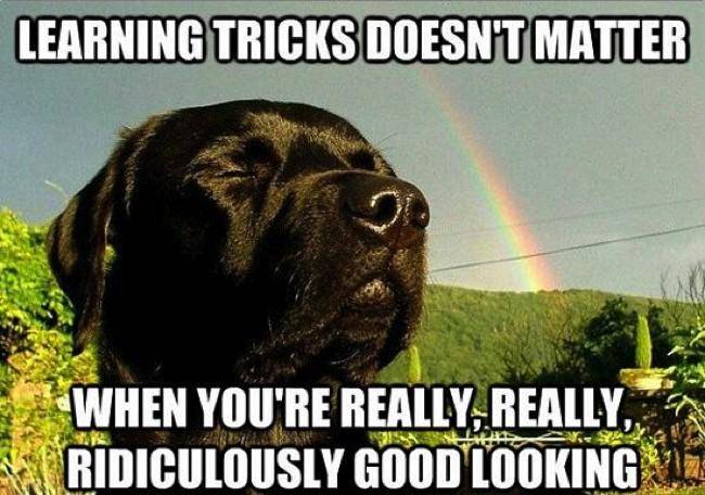 labrador tricks meme