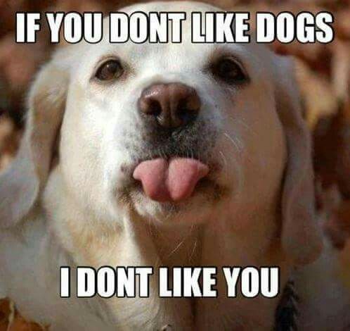 like dogs labrador meme