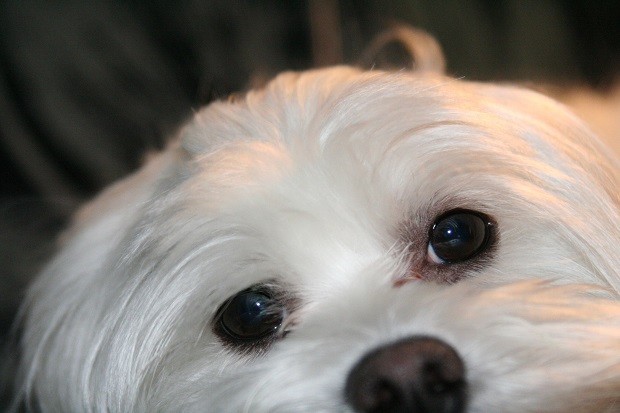 bichon maltese puppy