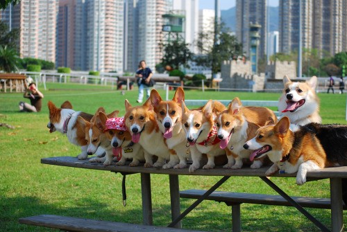 many corgis photo pics