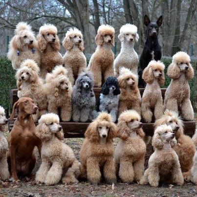 many poodles photo