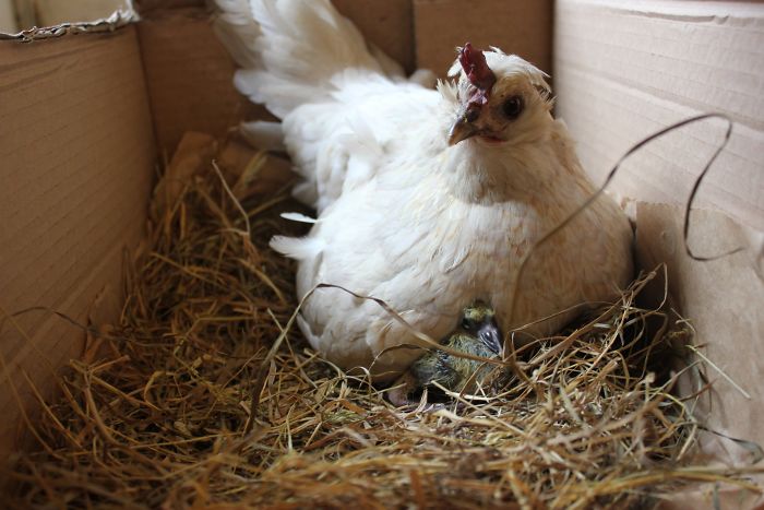 Broody Babysits Fantail Pigeons