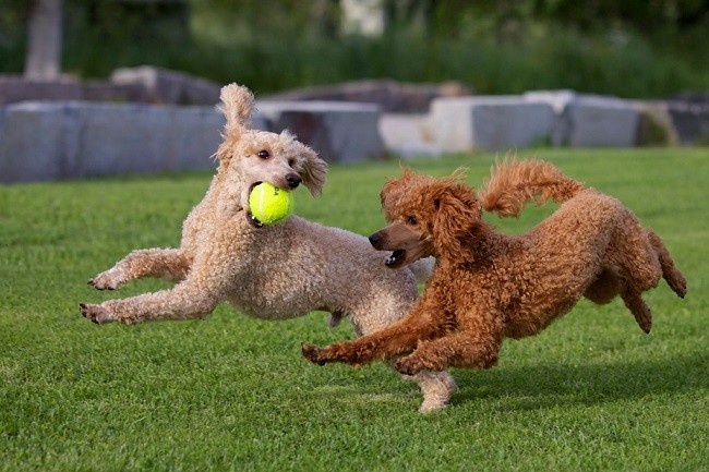play poodles ball photo