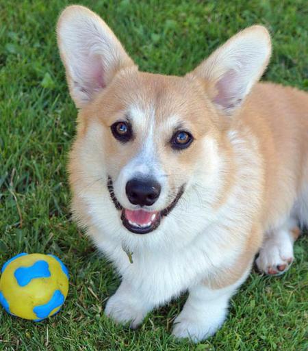 playful eyes photo corgi