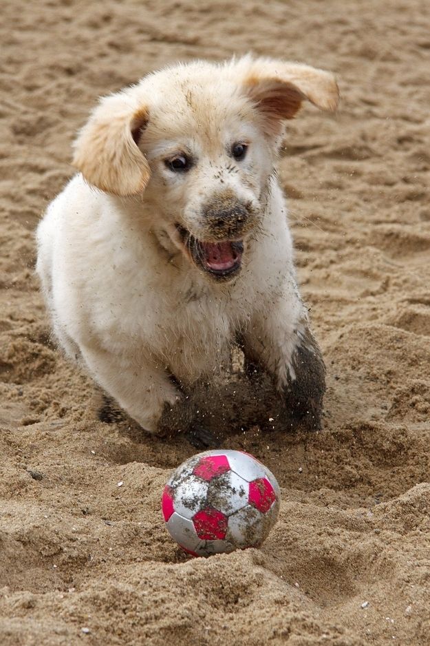 playful golden retriever puppy ball