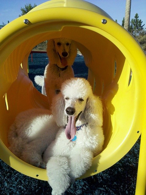 playful poodle playground